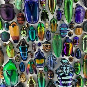 Meet your Posher, Sylvia